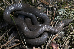 Diadophis punctatus ssp. Diadophis punctatus ssp.