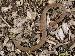 Virginia valeriae elegans Virginia valeriae elegans