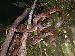 Leptodeira septentrionalis Leptodeira septentrionalis