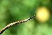 Langaha madagascariensis Langaha madagascariensis