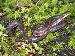 Farancia erytrogramma Farancia erytrogramma