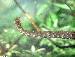 Erpeton tentaculatum Erpeton tentaculatum