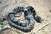 Sibynomorphus turgidus Sibynomorphus turgidus