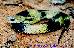 Xenodon severus Xenodon severus
