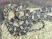 Pantherophis guttatus Pantherophis guttatus