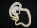 Pantherophis Guttatus Coral Snow