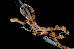 Telescopus semiannulatus Telescopus semiannulatus