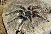 Lasiodora parahybana