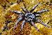 Lasiodorides polycuspulatus Lasiodorides polycuspulatus