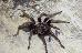 Pamphobeteus ultramarinus Pamphobeteus ultramarinus