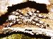 Poecilotheria formosa Poecilotheria formosa