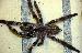 Poecilotheria regalis