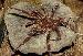 Theraphosa blondi Theraphosa blondi