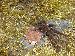 Hysterocrates hercules Hysterocrates hercules