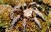 Aphonopelma chalcodes