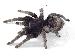 Grammostola pulchra Grammostola pulchra