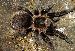 Brachypelma angustum