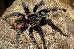 Brachypelma angustum Brachypelma angustum