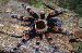 Brachypelma annitha Brachypelma annitha