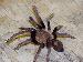 Chilocosmia arndsti Chilocosmia arndsti