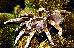 Citharischius crawshayi