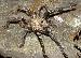 Eupalaestrus tarsicrassus