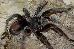 Grammostola alticeps