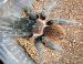 Brachypelma vagans