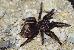 Grammostola grossa