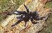 Grammostola pulchra Grammostola pulchra