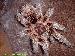 Grammostola rosea