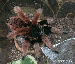 Brachypelmides klaasi