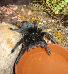 Grammostola pulchra, S