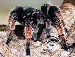 Brachypelmides klaasi