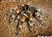 Brachypelma-smithi