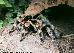 Brachypelma-smithi