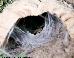 Brachypelma-smithi Brachypelma-smithi