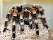 Bracypelma smithi