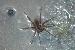 Dolomedes triton Dolomedes triton