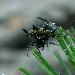 Gasteracantha elipsoides Gasteracantha elipsoides