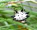 Gasteracantha elipsoides