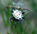 Gasteracantha elipsoides