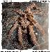 Ornithoctonus aureotibialis 1.0 Ornithoctonus aureotibialis 1.0
