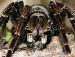 Pamphobeteus platyomma Pamphobeteus platyomma