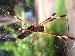 Nephila Nephila