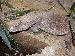 Varanus exanthematicus Varanus exanthematicus