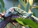 Varanus prasinus Varanus prasinus