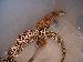 Varanus acanthurus acanthurus Varanus acanthurus acanthurus