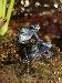 Dendrobates azureus