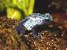 Dendrobates azureus